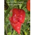 Pepper XXX Red x Trinidad Scorpion Moruga Red Pepper Seeds 