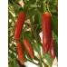 Sinahuisa Pepper Seeds