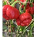 Moruglah Red Pepper Seeds 