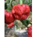 Moruglah Red Pepper Seeds 