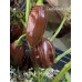 Habanero Chocolate Long Pepper Seeds 