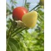 Biquinho Ilacenia  Pepper Seeds 