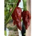 Carolina Reaper x Bhut Jolokia Chocolate Pepper Seeds