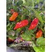 7-Pot Bubble Gum X Tabasco  Red Long Pepper Seeds 