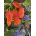 Large Orange Habanero Pepper Seeds 