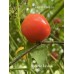 Biquinho Ilacenia  Pepper Seeds 