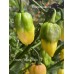 Creamy Yellow Naga Pepper Seeds 