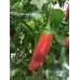 Chile de Comida Pepper Seeds 