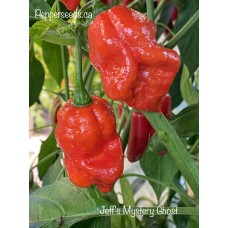 Jeff's Mystery Ghost Pepper Seeds 