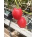 Miniature Rocoto Red Pepper Seeds 