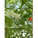 Capsicum Flexuosum Pepper Seeds 