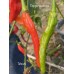 Tehrani Pepper Seeds 