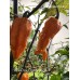 APS Dark Orange Ghost Pepper Seeds 