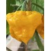 SBXCP Yellow Pepper Seeds 
