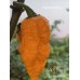 APS Dark Orange Ghost Pepper Seeds 