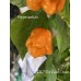 APS 7-Pot Peach Dream Pepper Seeds 