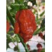 Bhutlah x Nagabrains Red Pepper Seeds 