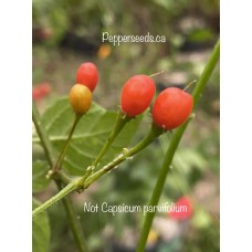 Not Capsicum parvifolium Pepper Seeds 