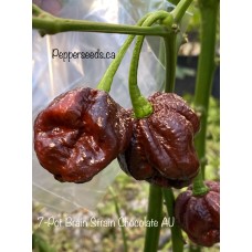 7-Pot Brain Strain Chocolate AU Pepper Seeds 