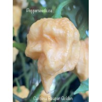 Carolina Reaper Golden Pepper Seeds 