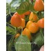 APS Sweet Orange Drop Pepper Seeds 