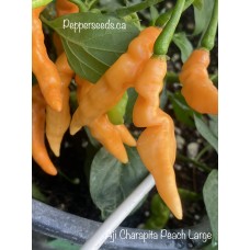 Aji Charapita Peach Large Pepper Seeds 