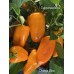 Orange Glow Bell Pepper Seeds 