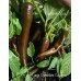 Large Chocolate Cayenne Pepper Seeds 