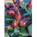 APS Valentine’s Day Purple X Pepper Seeds