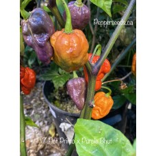7-Pot Primo x Purple Bhut Pepper Seeds 