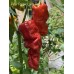 Peter Pepper Large Red Pepper Seeds