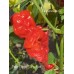 Peter Pepper Large Red Pepper Seeds