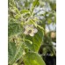 Cumari Pollux Pepper Seeds