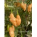 Chupetinto Peach Pepper Seeds 