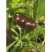 Chocolate Tomato Pepper Seeds 