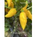 Chupetinto JXL Yellow Pepper Seeds 