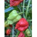 Carolina Reaper Equis Pepper Seeds 