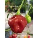 APS Sweet Chinense Cherry Pepper Seeds