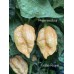 Carolina Reaper Golden Pepper Seeds 