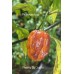 Pimenta Da Das Fio Pepper Seeds 
