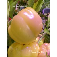 Snow Ball Bell Pepper Seeds