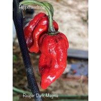 Carolina Reaper Dark Magma Pepper Seeds