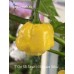 Morovars Yellow x 7-Pot SR Strain Pepper Seeds 