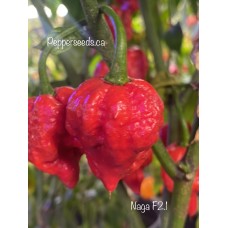 Naga F2.1 Pepper Seeds 