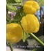 Morovars Yellow x 7-Pot SR Strain Pepper Seeds 