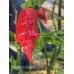 Douglah Scorpion Pepper Seeds 
