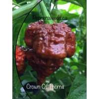7-pot Crown Of Thorns Chocolate Pepper Seeds 