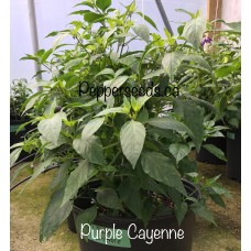 Cayenne Purple Pepper Seeds 