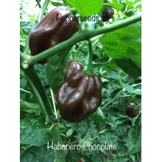 Habanero Chocolate Pepper Seeds