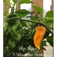 Bhut Jolokia X Yellow Brain strain Pepper